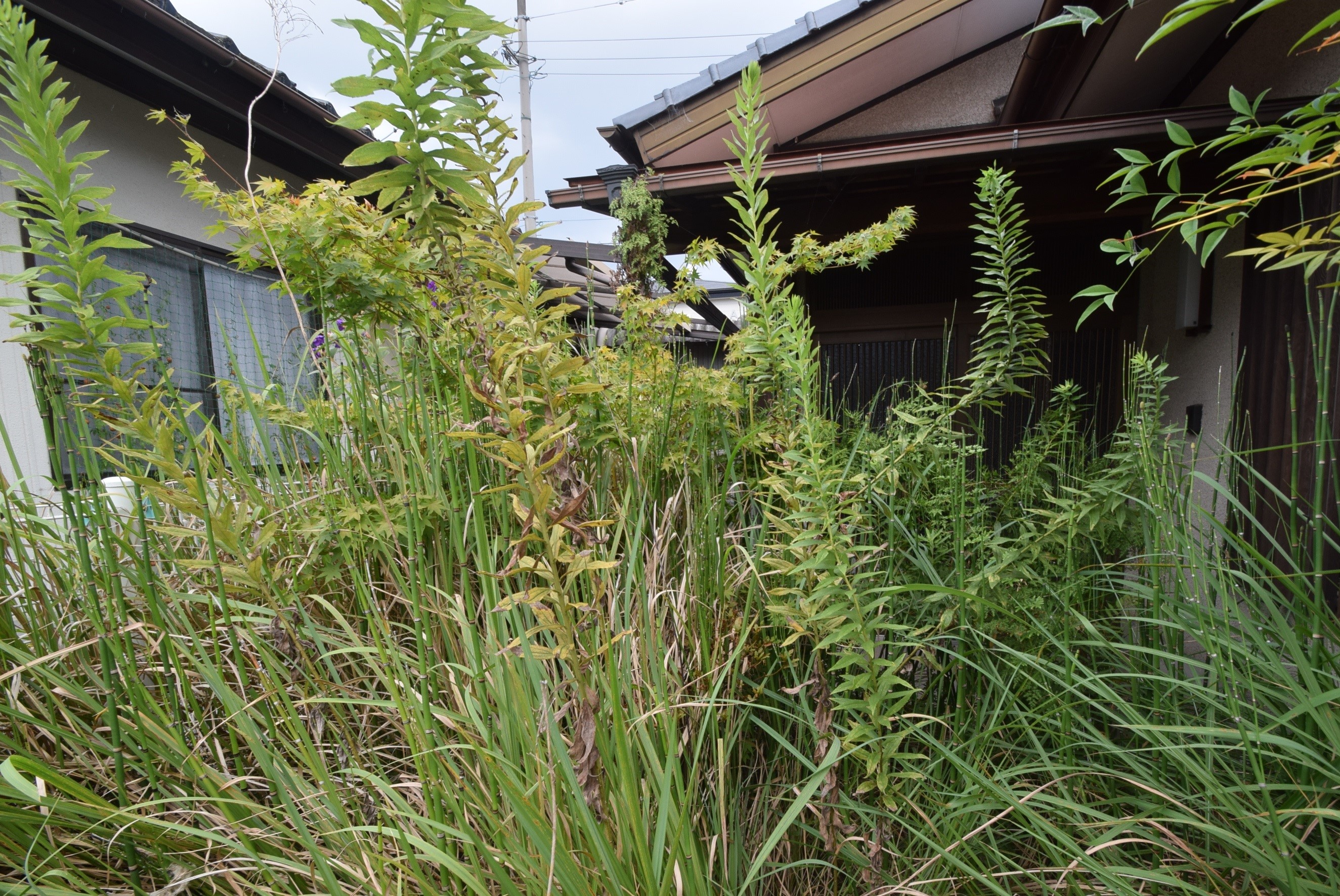 相続財産（庭）の対処について